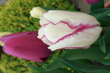 Tulipa 'Affaire' RCP4-2020 (JK) (6).jpg